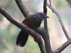 Thamnomanes schistogynus