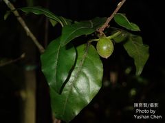 Diospyros rhombifolia