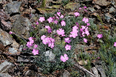 Dianthus gratianopolitanus