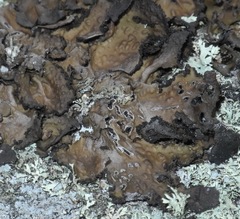 Lasallia pensylvanica