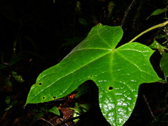 Disciphania lobata