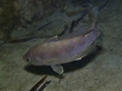 Hypopterus macropterus