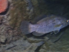 Hypopterus macropterus