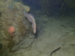 Hypopterus macropterus