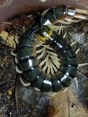 Scolopendra hermosa