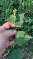 Wissadula densiflora