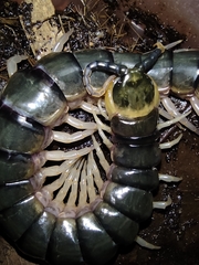 Scolopendra hermosa
