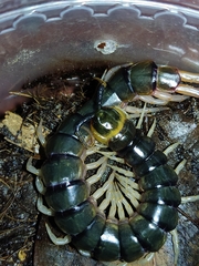 Scolopendra hermosa