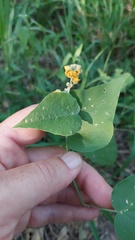 Wissadula densiflora