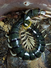 Scolopendra hermosa