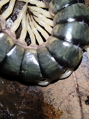 Scolopendra hermosa