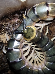 Scolopendra hermosa