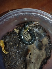 Scolopendra hermosa