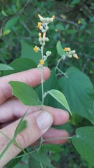 Wissadula densiflora