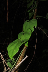 Disciphania moriorum