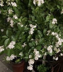 Duranta