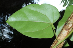 Disciphania moriorum