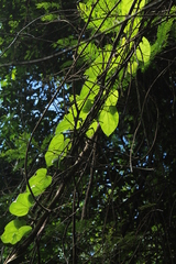 Disciphania moriorum