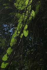 Disciphania moriorum