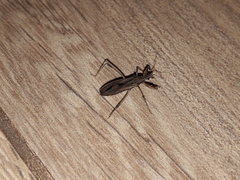 Oncocephalus validispinis