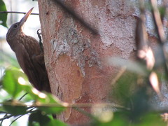 Xiphorhynchus guttatus