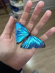 Morpho aega