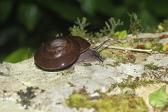 Caracolus