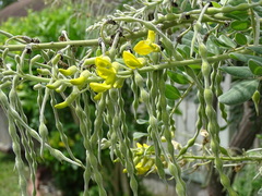 Sophora tomentosa