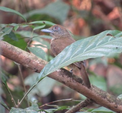 Thamnophilus schistaceus