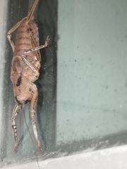 Nesoecia insignis