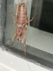 Nesoecia insignis