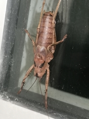 Nesoecia insignis