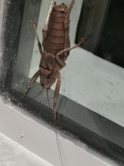 Nesoecia insignis