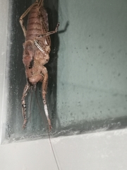 Nesoecia insignis