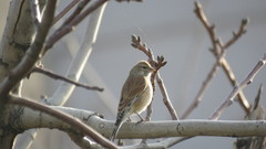 Linaria cannabina cannabina