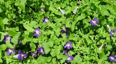 Maurandya antirrhiniflora