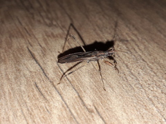 Oncocephalus validispinis