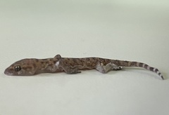 Hemidactylus turcicus