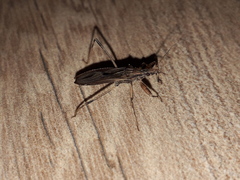 Oncocephalus validispinis