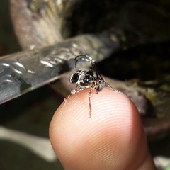 Tessarecphora arachnoides