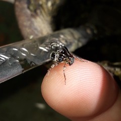 Tessarecphora arachnoides