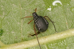 Cinara curvipes