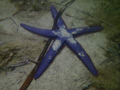 Astropecten preissi