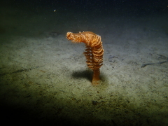 Sarcoptilus shaneparkeri