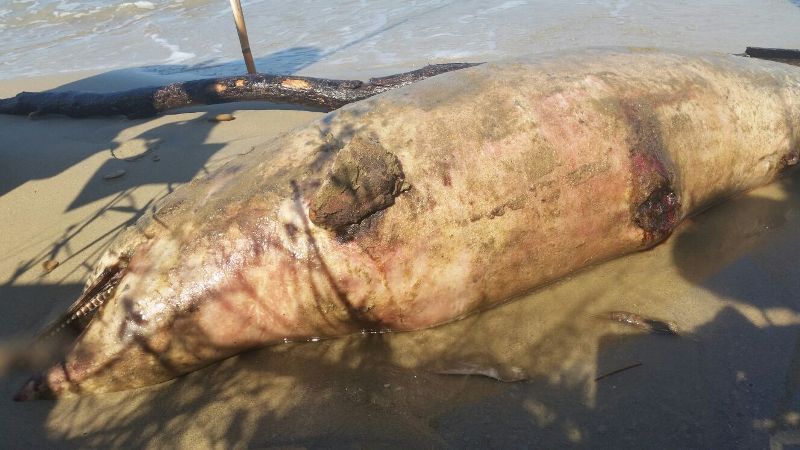 Tursiops truncatus<br>19 August, 2017