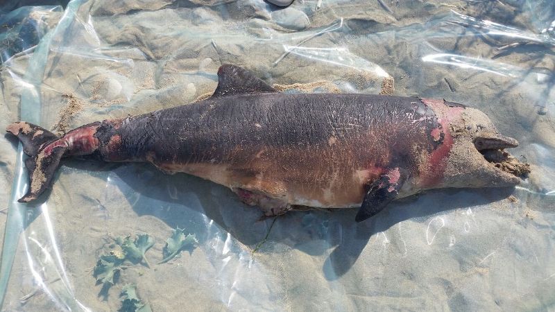 Tursiops truncatus<br>22 August, 2017
