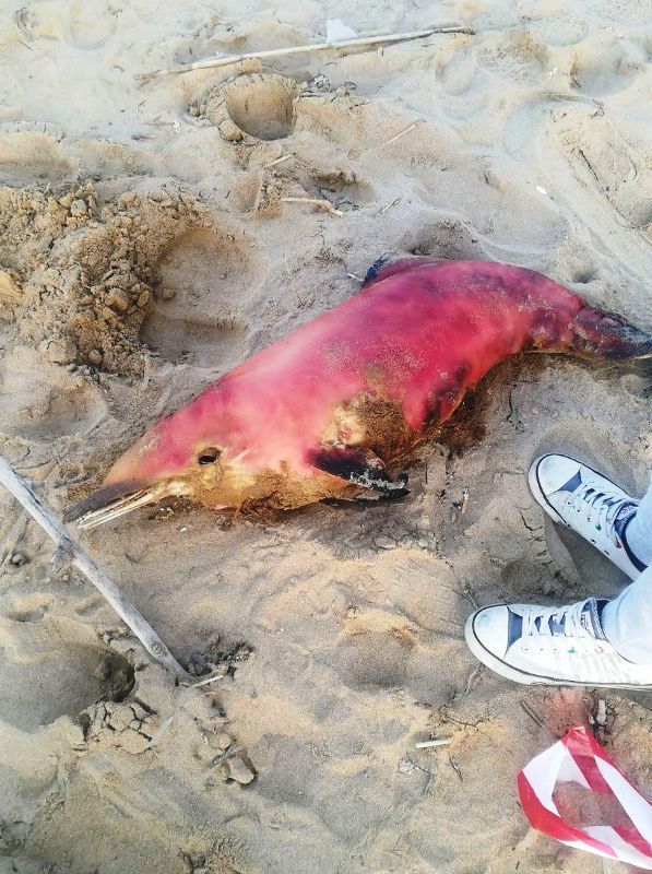 Tursiops truncatus<br>29 October, 2017