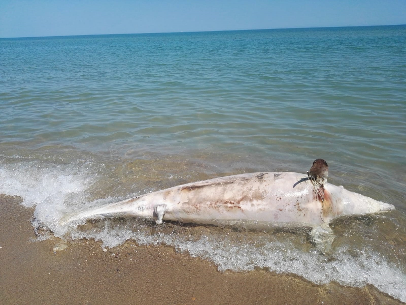 Tursiops truncatus<br>10 April, 2022