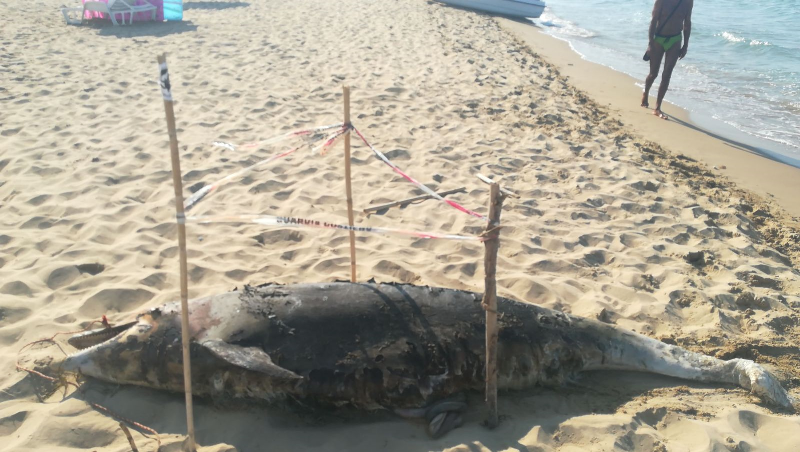 Tursiops truncatus<br>06 August, 2018