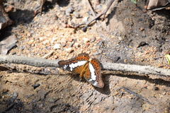 Moduza procris milonia